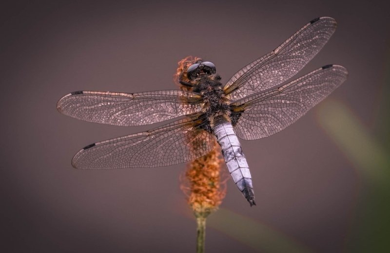 Nestkasten en insectenhotels